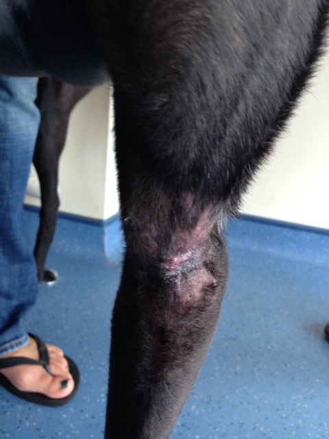 greyhound wound after therapy