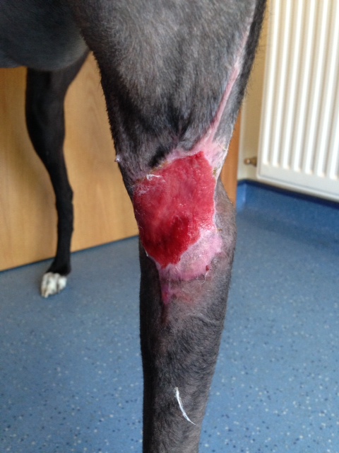 greyhound wound before therapy