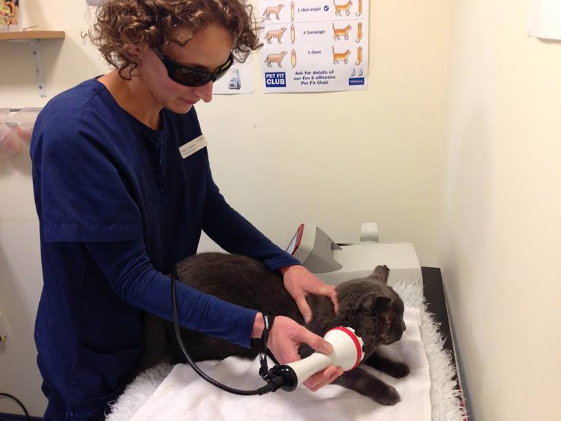 vet shelley doing laser therapy